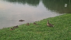 Роспотребнадзор: купаться в озере Ессентуков с утками и собаками недопустимо