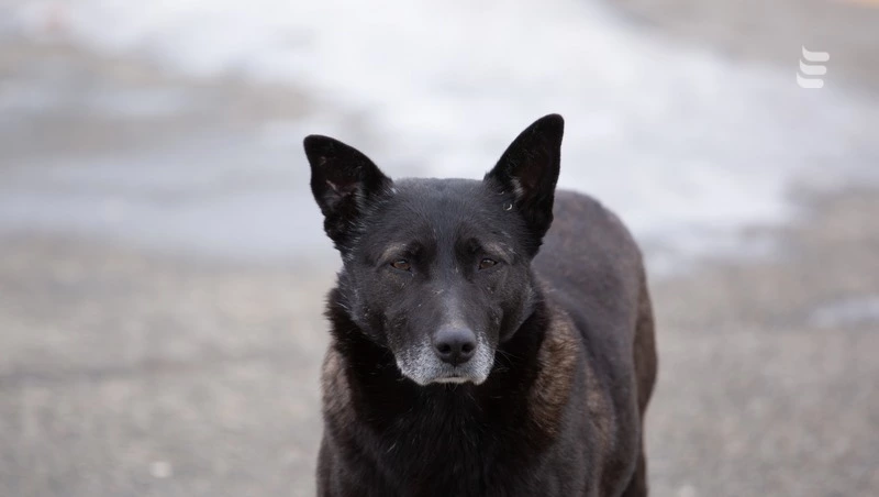 Укушенному собакой ребёнку заплатят 100 тыс. рублей в Ессентуках