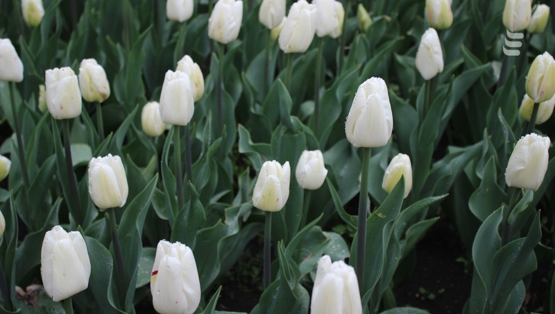 Около 23 тыс. луковиц тюльпанов высадили в Ессентуках