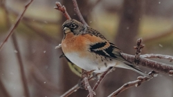Орнитолог-любитель рассказала, какие птицы водятся на КМВ