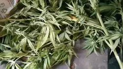 У пенсионера из Ессентуков изъяли крупную партию марихуаны
