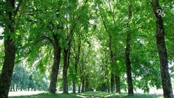 Мэрия Ессентуков собирается обратиться в прокуратуру из-за спила ив у озера