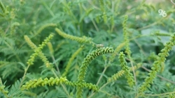 Амброзию уберут на территории около 55 га в Ессентуках