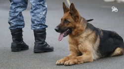 Угроза минирования школы в Ессентуках оказалась ложной