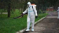 Более 350 тыс. м² городских зон планируют обработать от клещей в Ессентуках