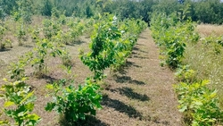 Сеянцы лесных культур пропололи в лесхозах Ставрополья