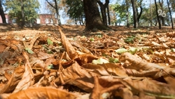 Осенний субботник провели в Ессентуках 1 ноября