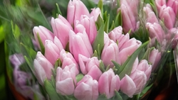 Крупная клумба и почти 150 тысяч тюльпанов появится в Ессентуках